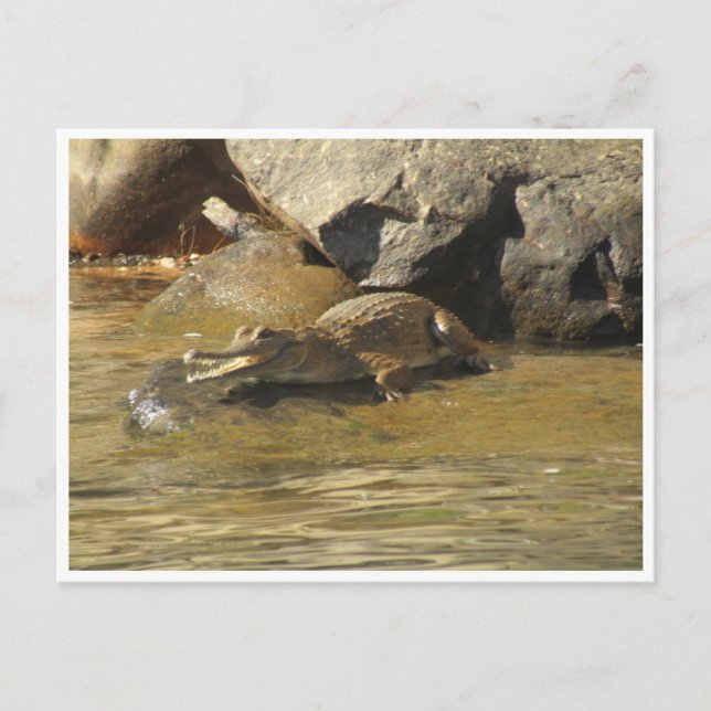 vykort för krokodiler för sötvatten (Framsida)