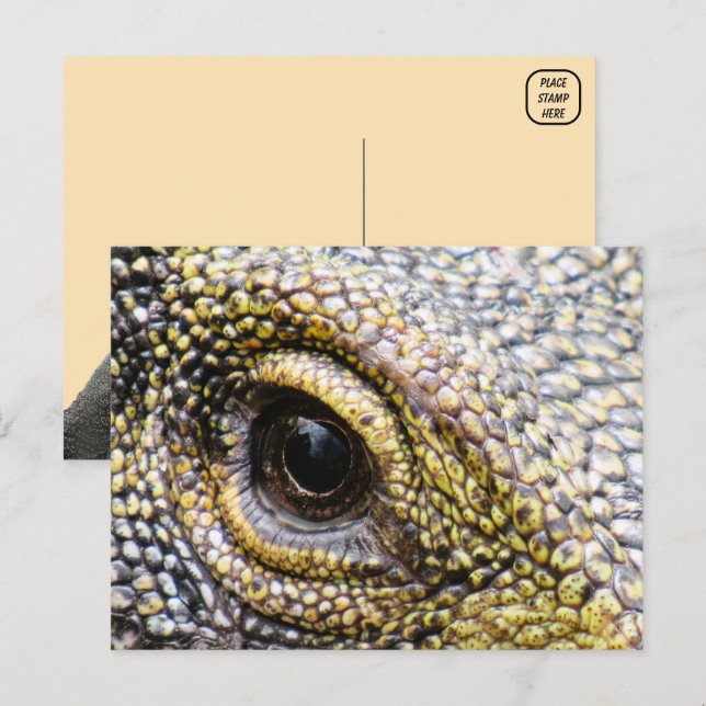 vykort för krokodilövervakare (Fram/baksida)