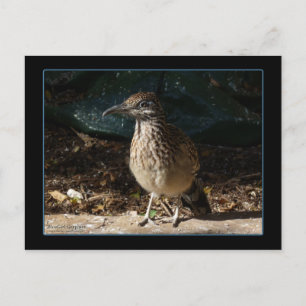 vykort för kvinnlig roadrunner