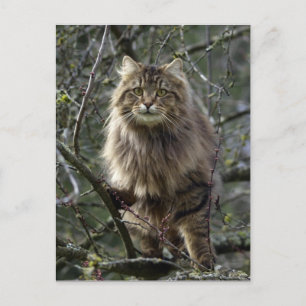 vykort för Lång-hår tabby kattdjur