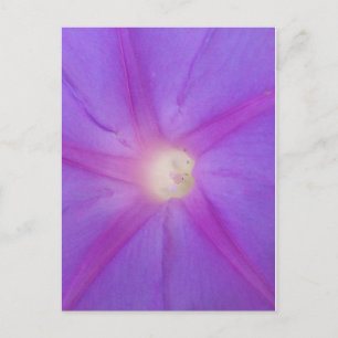vykort för lila-blomma