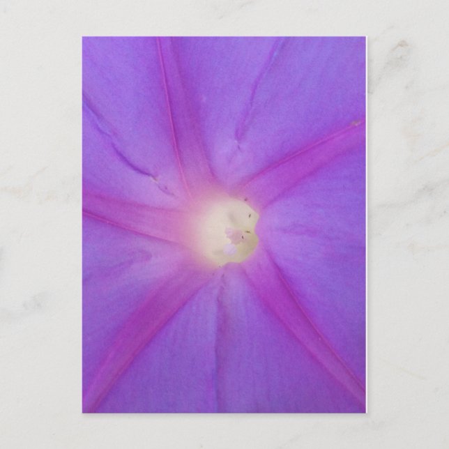 vykort för lila-blomma (Framsida)