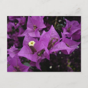 Vykort för lila blommor  