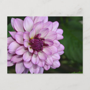 vykort för lila Dahlia-blommar