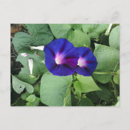 vykort för lila Morgonglasblommor