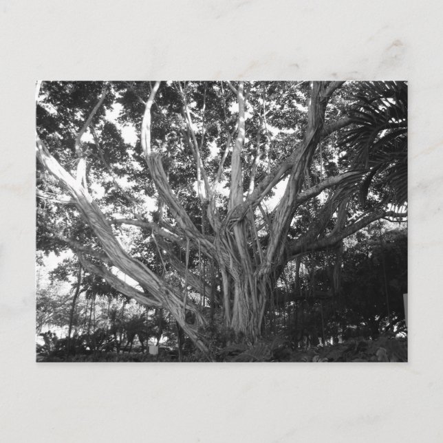 vykort för livets träd (Framsida)