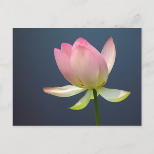 vykort för lotus blomma