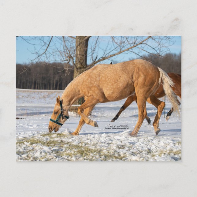 Vykort för Lugos att ta ut (Framsida)