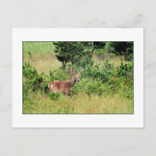 Vykort för "Majestic Buck"