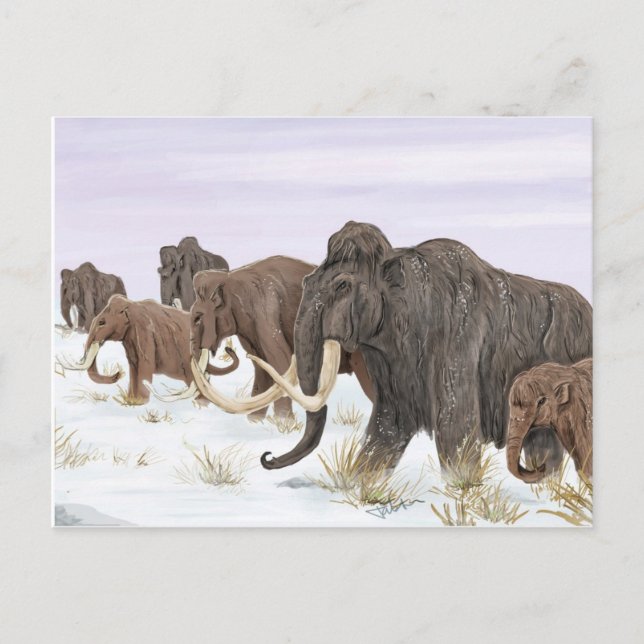 vykort för mammoth Family (Framsida)