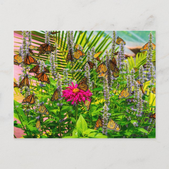 vykort för monarch Butterflies (Framsida)