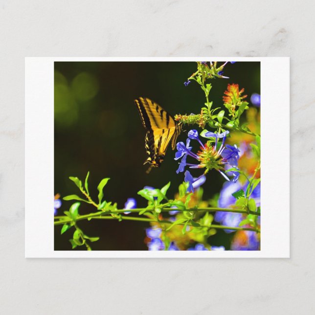 vykort för monarch Butterfly (Framsida)