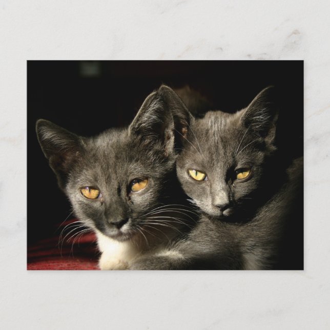 vykort för mor och barnkattor (Framsida)