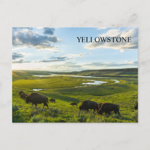 vykort för nationalparken Yellowstone