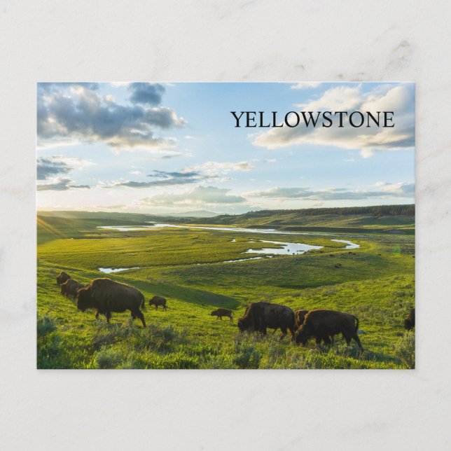 vykort för nationalparken Yellowstone (Framsida)
