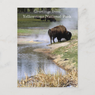 vykort för nationalparken Yellowstone