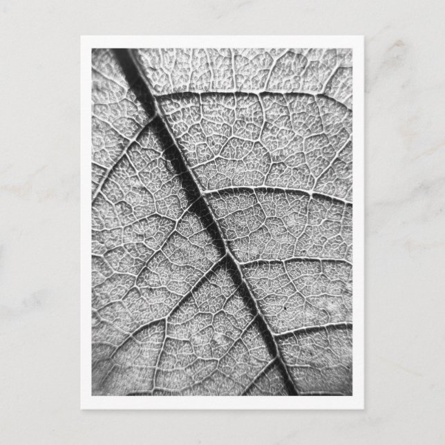 vykort för naturkonsfotografering (Framsida)