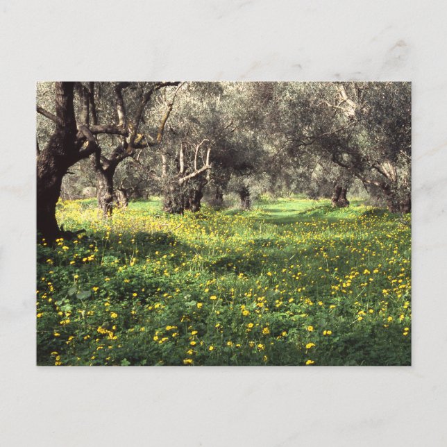 vykort för olivodling (Framsida)