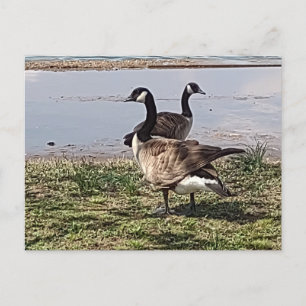 vykort för ost
