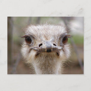 vykort för Ostrich ansikte