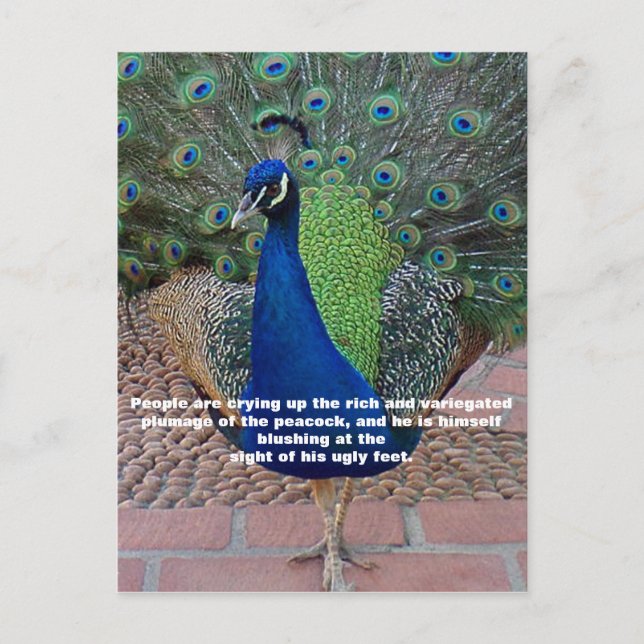 vykort för peacock-offerter (Framsida)