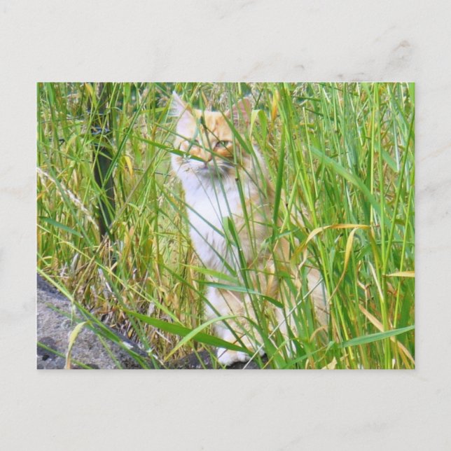 vykort för peek-a-boo kattunge (Framsida)