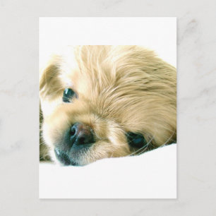 vykort för pepparer i Pekingese