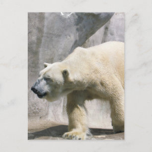 vykort för polar