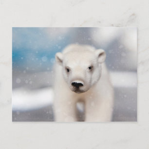 vykort för polar