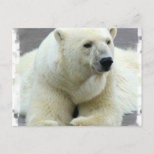 vykort för polar