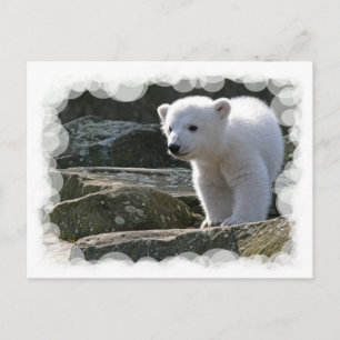vykort för Polar i baby