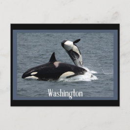 vykort för postkorsning i Washington Whales