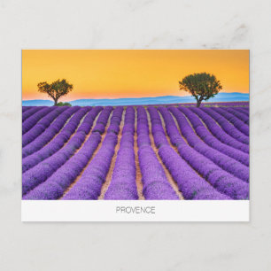 vykort för Provence lavender