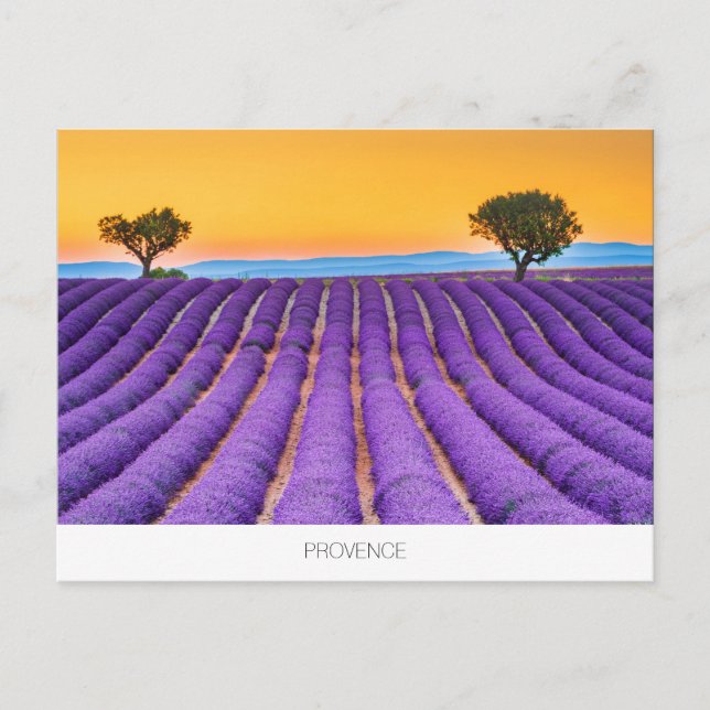 vykort för Provence lavender (Framsida)