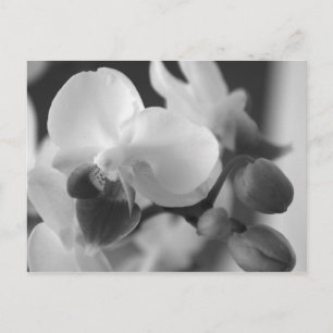 Vykort för Proverbs10:12Orchid