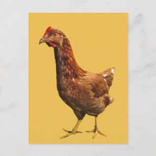 vykort för rhode island Red Hen Chicken