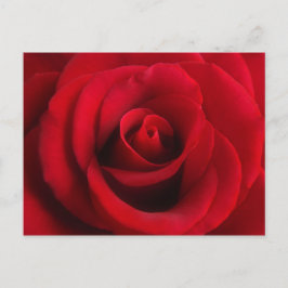 vykort för röd ros