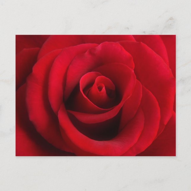 vykort för röd ros (Framsida)