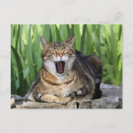 vykort för Roligt av Yawred Tired Kattunge Cute