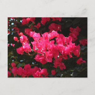 vykort för rosa-blomma