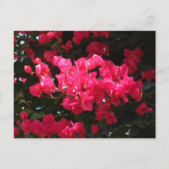 vykort för rosa-blomma (Framsida)