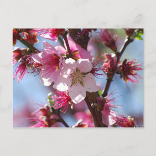vykort för rosa Cherry Blommar