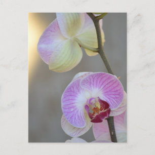 vykort för rosa Orchid-uttryck
