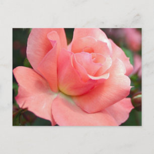 vykort för rosa ros