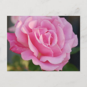 vykort för rosa ros