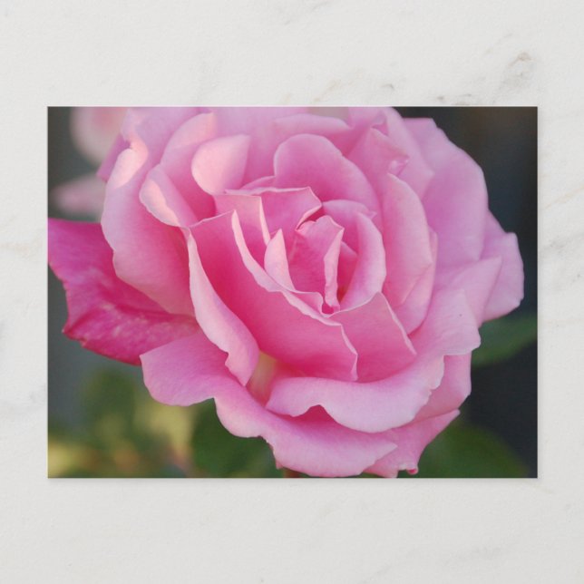 vykort för rosa ros (Framsida)