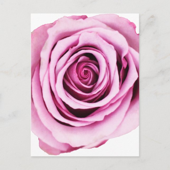 vykort för rosa ros (Framsida)