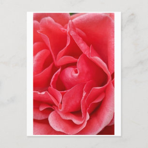 vykort för rosa ros