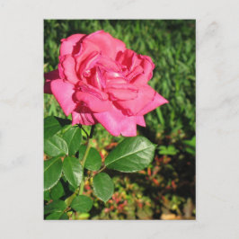 vykort för rosa ros, anpassa