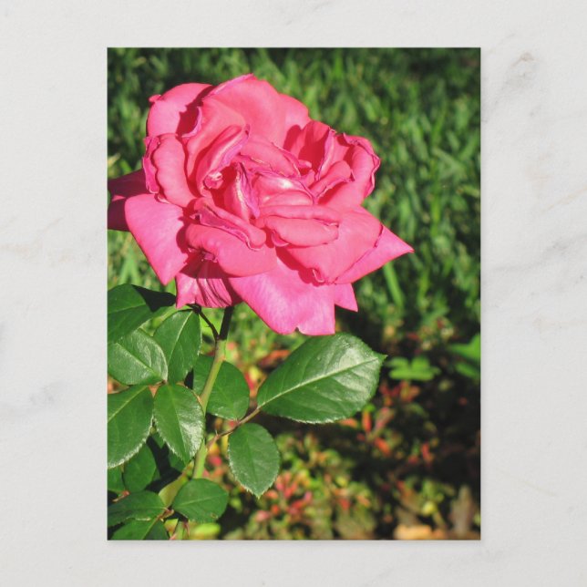 vykort för rosa ros, anpassa (Framsida)